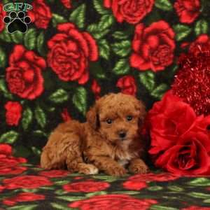 Sarah, Miniature Poodle Puppy